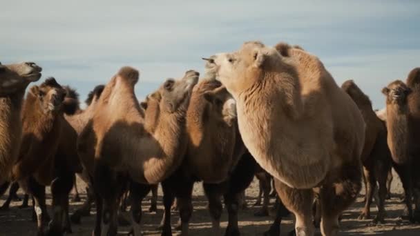 Beau désert de chameaux, journée ensoleillée, ciel bleu, feuilles de caravane, vent fort, portrait — Video
