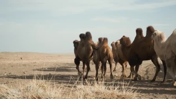 Belos camelos deserto, dia ensolarado, céu azul, folhas de caravana, vento forte, retrato — Vídeo de Stock