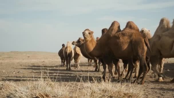 Beau désert de chameaux, journée ensoleillée, ciel bleu, feuilles de caravane, vent fort, portrait — Video