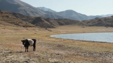 bull,cow,red,black,white,graze near mountains,water,chew grass,wag their tail