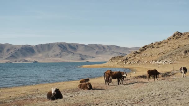 Bull,cow,red,black,white,graze near mountains,water,chew grass,wag their tail — Stok video