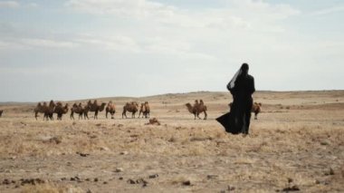 Güzel kadın ulusal siyah kıyafetler, abaya, bozkır develeri, çöl, yavaşça yürüyor.