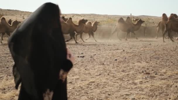 Piękna kobieta narodowe czarne ubrania, abaya, spacery stepowe wielbłądy, pustynia, powoli — Wideo stockowe