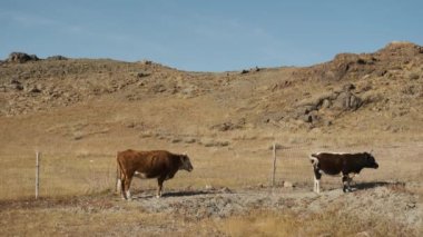 boğa, inek, siyah, beyaz, dağların yakınında otlayan, su, çim çiğneyen, kuyruklarını sallayan