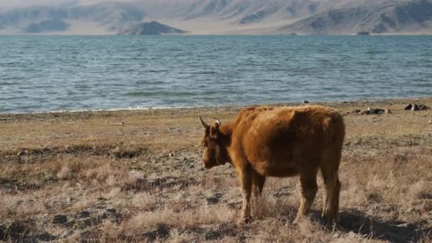 Bulle, Kuh, schwarz, weiß, grasen in der Nähe von Bergen, Wasser, kauen Gras, wedeln mit dem Schwanz — Stockvideo