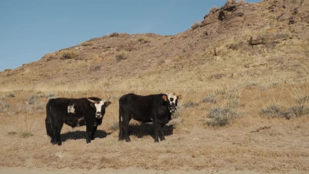 Stier, koe, zwart, wit, grazen in de buurt van bergen, water, kauwen gras, kwispelen hun staart — Stockvideo