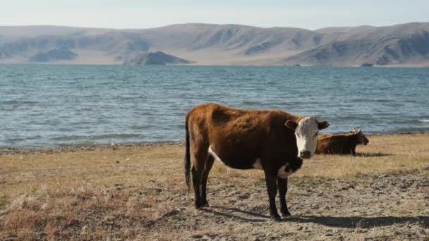 Taureau, vache, noir, blanc, pâturage près des montagnes, eau, herbe à mâcher, remuer la queue — Video