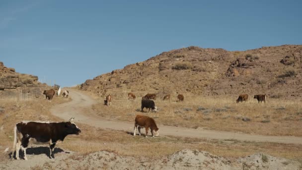 Tjur, ko, svart, vit, betar nära berg, vatten, tugga gräs, vifta med svansen — Stockvideo