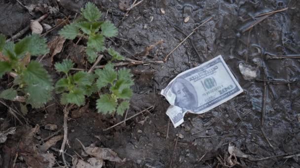 Economic and financial crisis.dollar bill is lying in dirt on ground — Stock Video