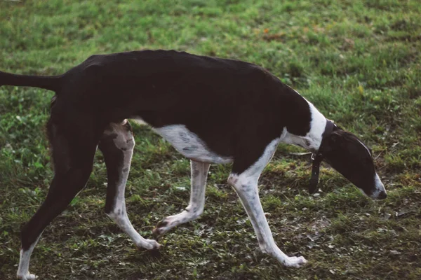 Running Hunting Dog Silhouette — Stock Photo, Image
