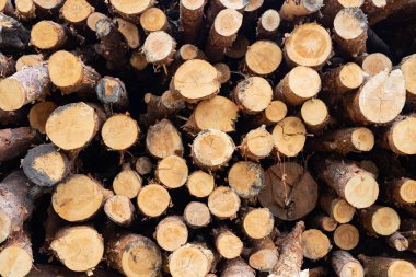 Çeşitli kalınlıkta keresteler büyük bir yığın halinde katlandı