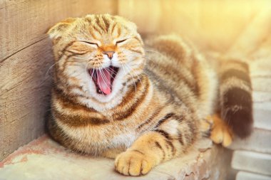 Güneş ışığındaki kedi bankta uzanıyor ve esniyor.