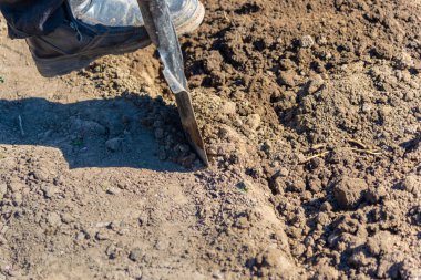Süngülü kürek yere saplanmış, kürek de bacağa. Tarım ve el işçiliği kavramı