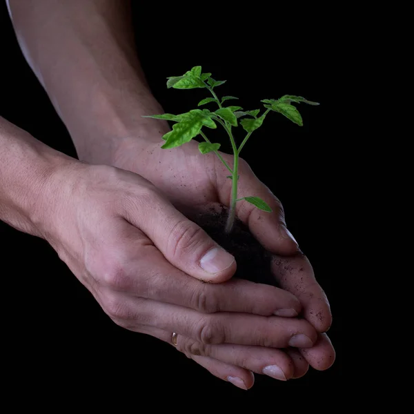 トマト苗の両手。園芸と環境保護の概念 — ストック写真