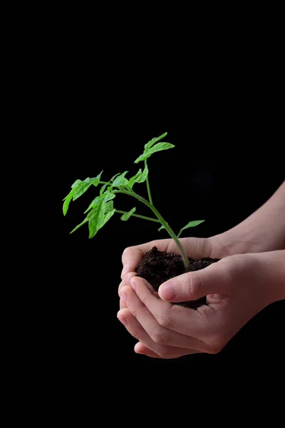 Kinderhände halten einen Erdhaufen mit Tomatensämlingen. Garten- und Umweltschutzkonzept — Stockfoto