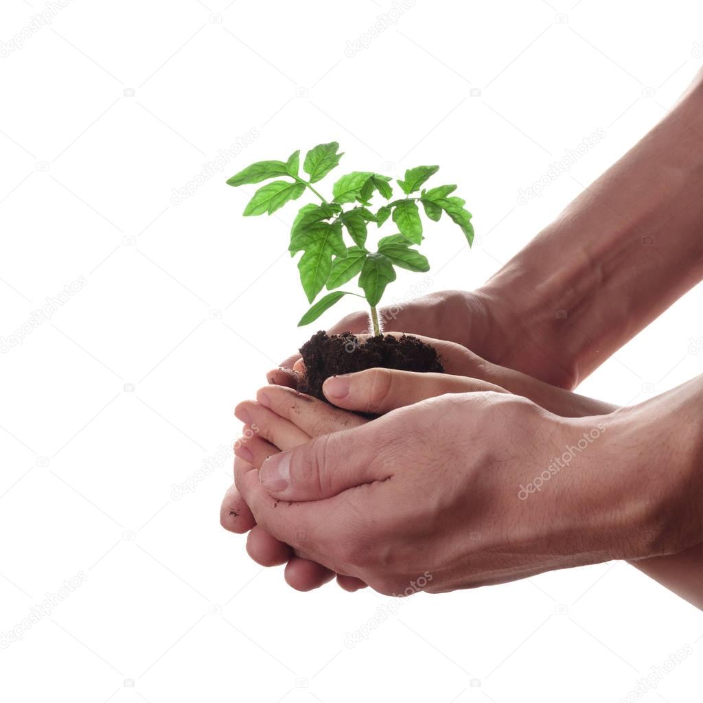 Hands holding tomato seedling. Gardening and environmental protection concept