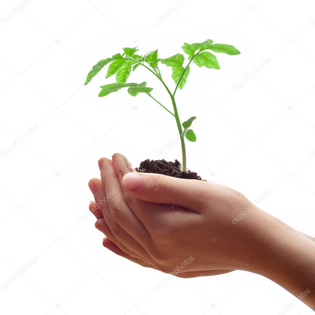 Hands holding tomato seedling. Gardening and environmental protection concept