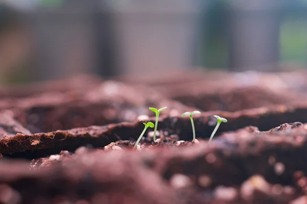 泥炭ポットで成長する小さな菊の芽 土壌や家庭菜園のコンセプトの若い苗 — ストック写真