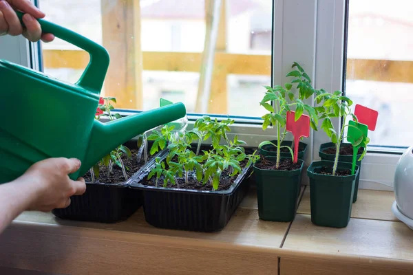 バルコニーの窓の土壌を持つプラスチックポットでトマトの苗を栽培し 散水すると タグラベルが付いています 都市の家のバルコニーの庭 野菜のコンセプトを育てる — ストック写真