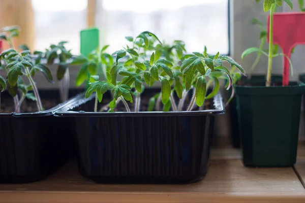 バルコニーの窓枠に土壌を持つプラスチックポットでトマト苗の植物を栽培すると タグラベルが付いています 都市の家のバルコニーの庭 野菜のコンセプトを育てる — ストック写真