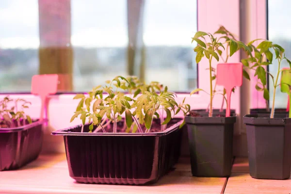 Tomatensämlinge Plastiktöpfen Mit Erde Auf Der Fensterbank Des Balkons Mit — Stockfoto