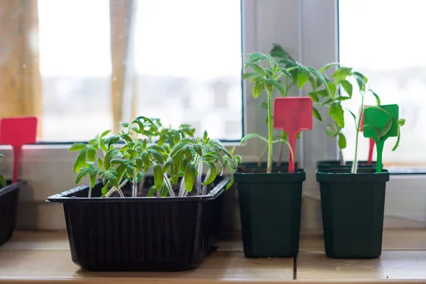 Growing Tomato Seedlings Plants Plastic Pots Soil Balcony Window Sill — Stock Photo, Image