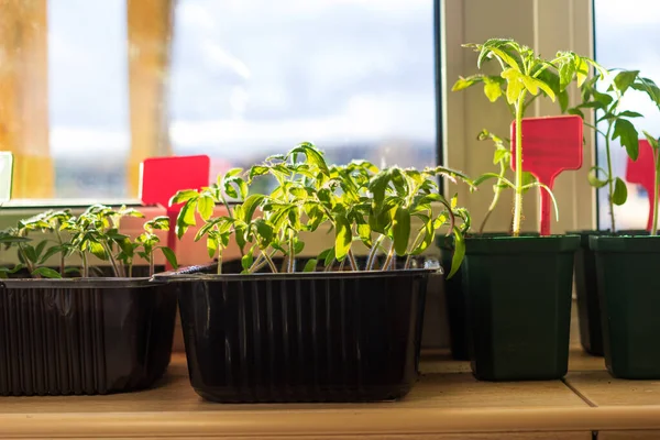 バルコニーの窓枠に土壌を持つプラスチックポットでトマト苗の植物を栽培すると タグラベルが付いています 都市の家のバルコニーの庭 野菜のコンセプトを育てる — ストック写真