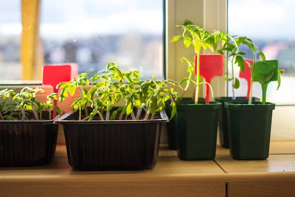 バルコニーの窓枠に土壌を持つプラスチックポットでトマト苗の植物を栽培すると タグラベルが付いています 都市の家のバルコニーの庭 野菜のコンセプトを育てる — ストック写真