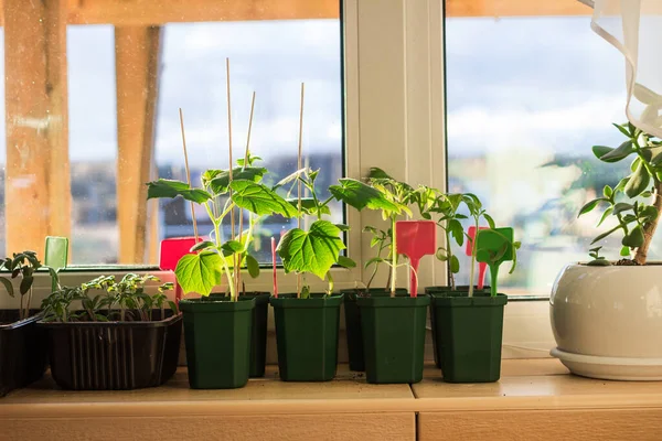 Gurkensetzlinge Blumentöpfen Auf Der Fensterbank Eines Balkons Bepflanzung Urbanes Balkongartenkonzept — Stockfoto