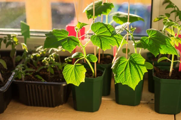 Cucumber Seedlings Flower Pots Balcony Window Sill Planting Urban Home Stock Photo