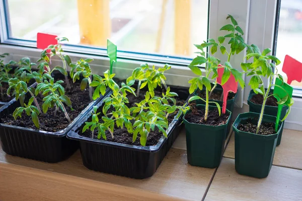 バルコニーの窓枠に土壌を持つプラスチックポットでトマト苗の植物を栽培すると タグラベルが付いています 都市の家のバルコニーの庭 野菜のコンセプトを育てる ストック写真