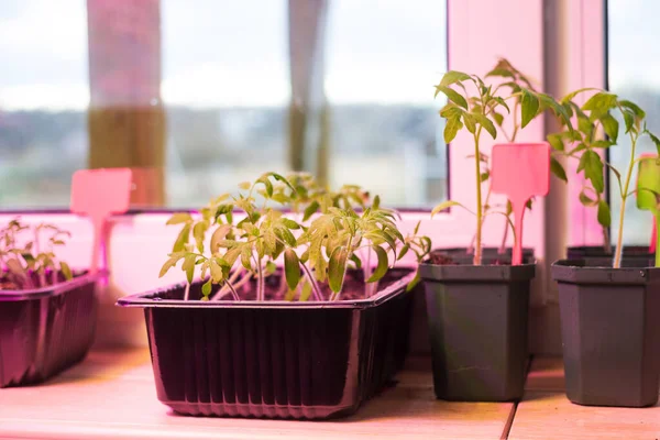 植物のためのLed照明付きバルコニーウィンドウの土壌とプラスチックポットでトマトの苗を栽培する 都市の家のバルコニーの庭 人工照明のコンセプトで野菜を栽培 ストック画像