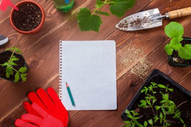 Genç yeşil domates ve patlıcan tohumları saksılarda, bahçe eldivenlerinde, kahverengi ahşap arka planda, fotokopi alanı, üst görünümde kalemle gösterilen kağıt ve yaprak. Organik bahçe konsepti..