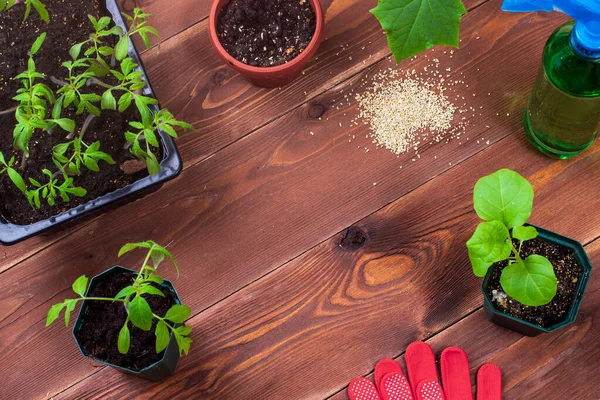 Ung Grön Tomat Och Aubergine Plantor Krukor Trädgårdshandskar Showel Och — Stockfoto