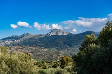 Collesano İtalya 'da zeytinlik (Sicilya)