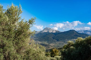 Collesano İtalya 'da zeytinlik (Sicilya)