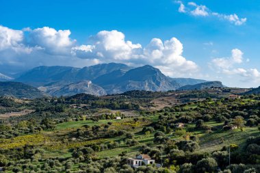 Collesano İtalya 'da zeytinlik (Sicilya)