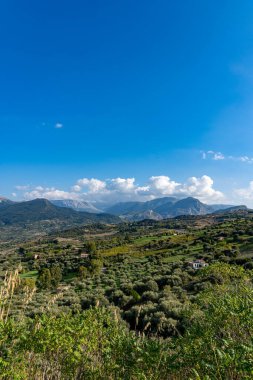 Collesano İtalya 'da zeytinlik (Sicilya)