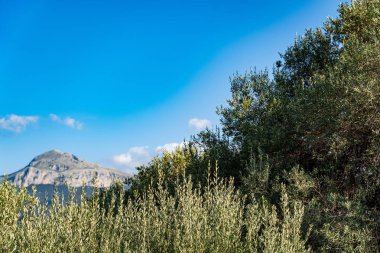 Collesano İtalya 'da zeytinlik (Sicilya)
