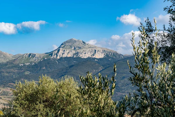 Olivový Háj Collesano Itálie Sicílie — Stock fotografie