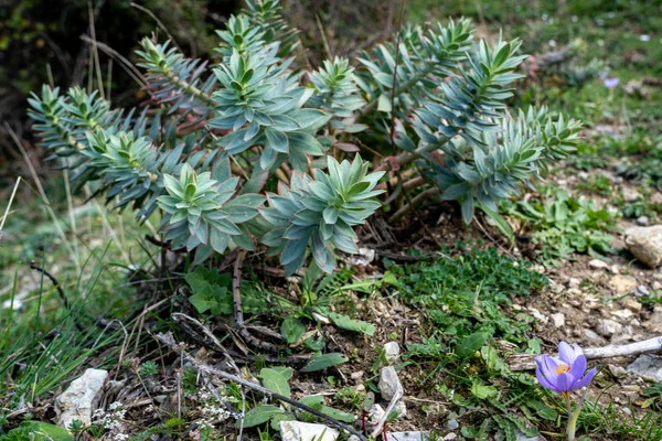 Plantas Por Laghetto Mandria Del Conte Cerca Del Parque Madonie — Foto de Stock