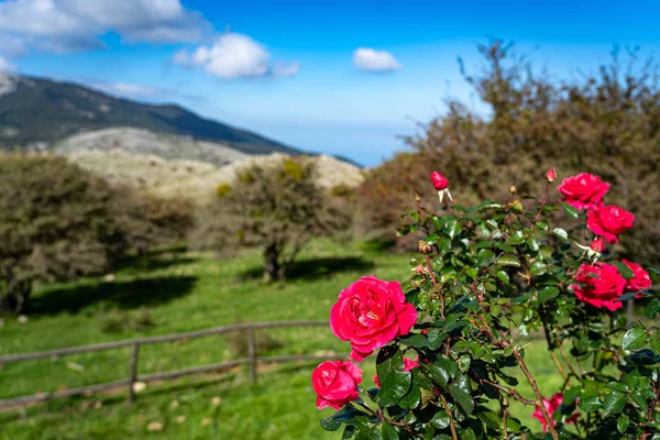 Collesano İtalya yakınlarındaki Madonie Park 'ta güzel güller (Sicilya)