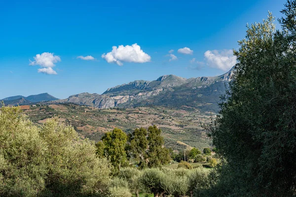 Оливковая Роща Колесано Италия Сицилия — стоковое фото