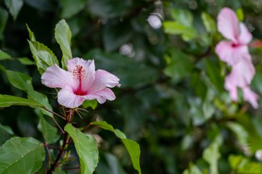 Güzel Taormina İtalya (Sicilya)