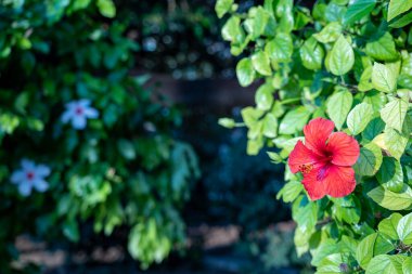 Syracuse İtalya 'da Doğa (Sicilya)