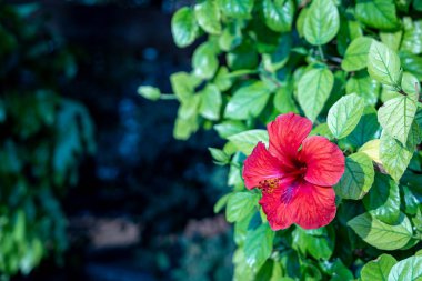 Syracuse İtalya 'da Doğa (Sicilya)