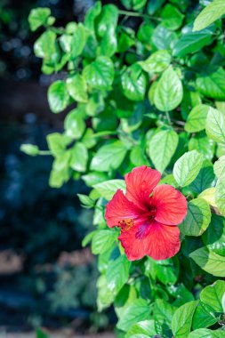 Syracuse İtalya 'da Doğa (Sicilya)