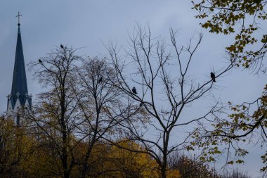 Viyana Avusturya 'daki Schonbrunn topraklarından bir manzara