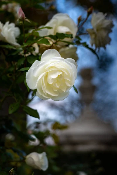 Viyana Avusturya 'daki Schonbrunn topraklarından bir manzara