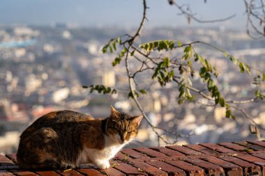 Napoli şehrine yukarıdan güzel bir bakış.